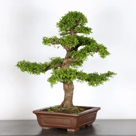 image supplémentaire - ORME DE CHINE "Ulmus...