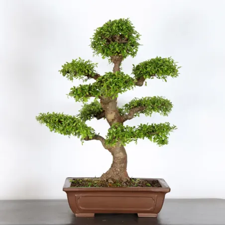 ORME DE CHINE "Ulmus parvifolia" 3-11
