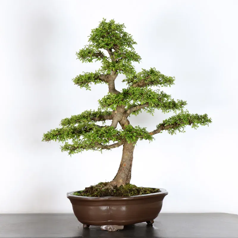 image supplémentaire - Chinese elm "ulmus...