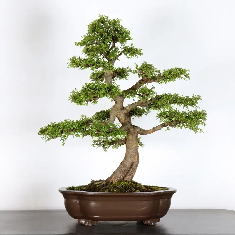 Chinese elm "ulmus parvifolia" 2-15