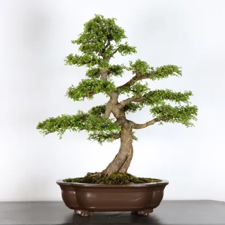 Bonsai Orme de Chine OR-2-15