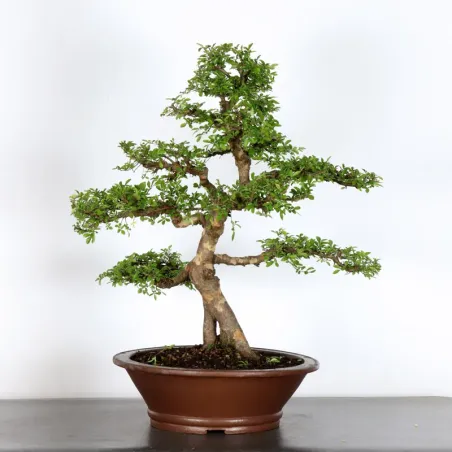Chinese elm "ulmus parvifolia" 4-1
