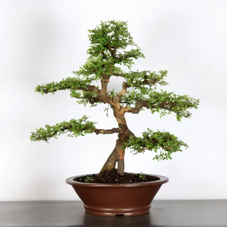 image supplémentaire - Chinese elm "ulmus...