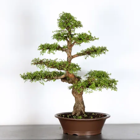 Bonsai Chinese Elm OR-4-2