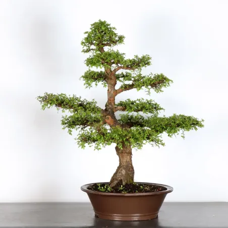 image supplémentaire - Chinese Elm "Ulmus...