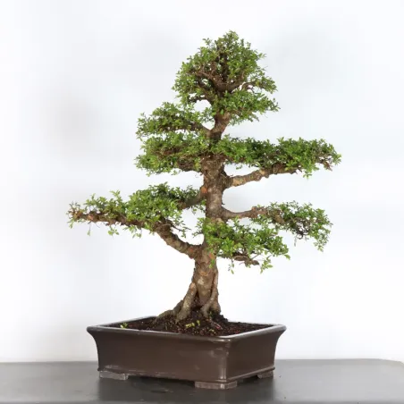 image supplémentaire - ORME DE CHINE "Ulmus...