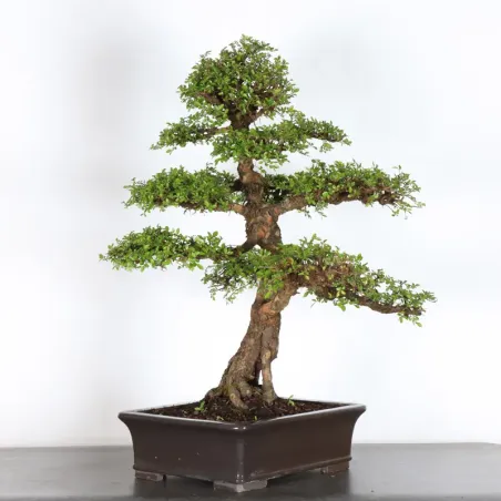 Bonsai Chinese Elm OR-4-4
