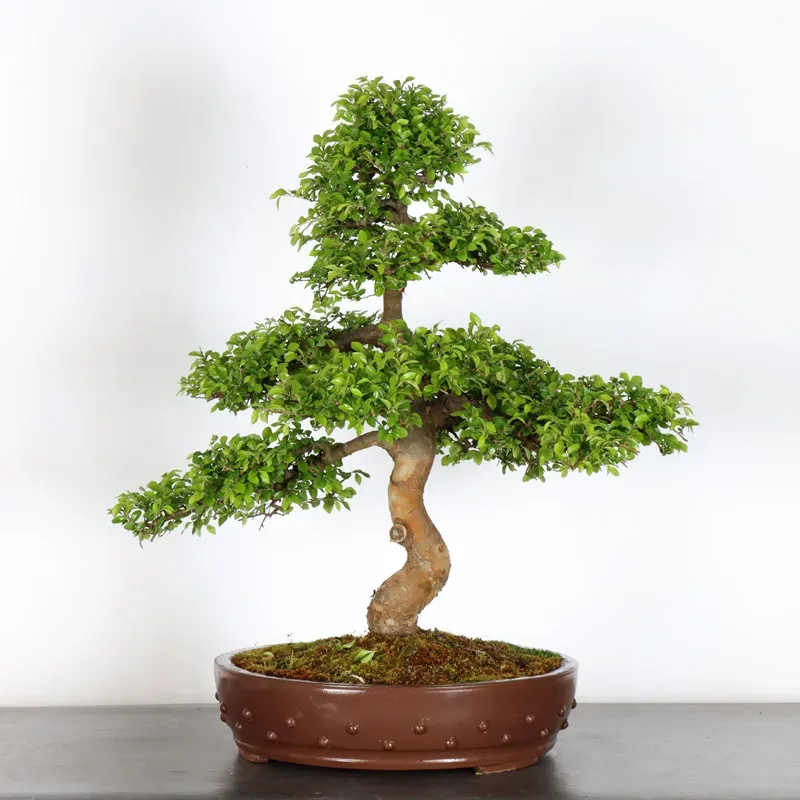 image supplémentaire - ORME DE CHINE "Ulmus...