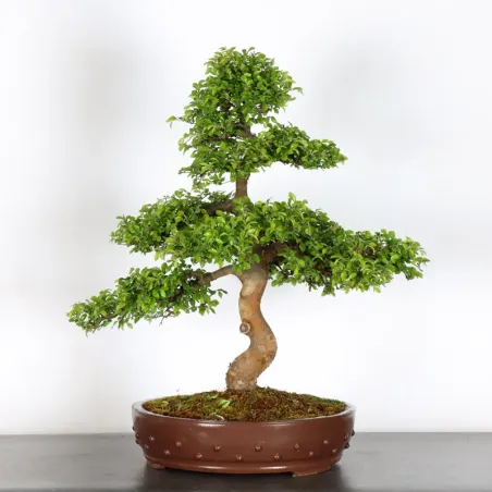 image supplémentaire - CHINESE ELM "Ulmus...