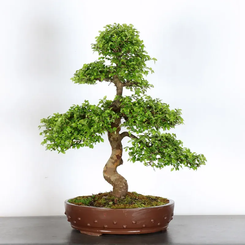 CHINESE ELM "Ulmus parvifolia" 3-12