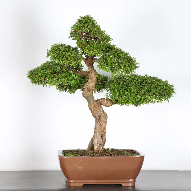 ORME DE CHINE "Ulmus parvifolia" 5-11