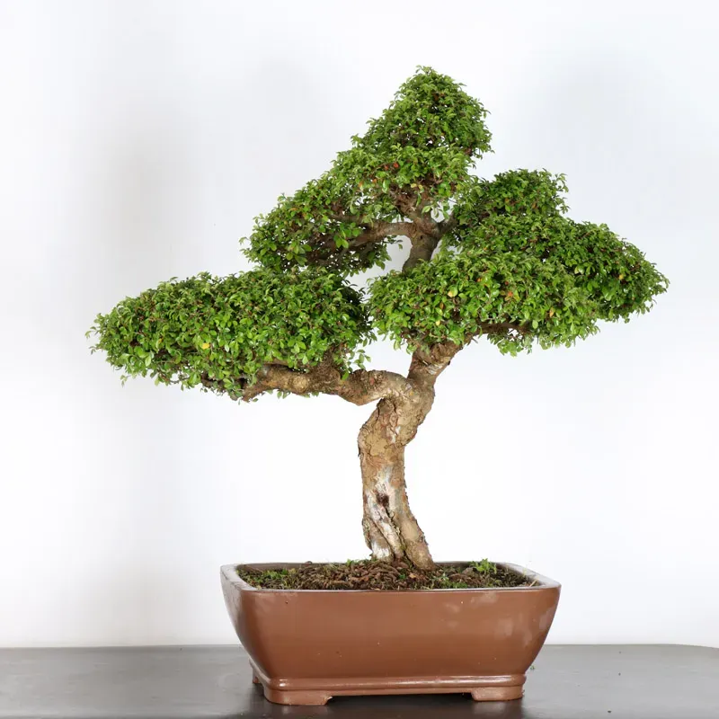 image supplémentaire - CHINESE ELM "Ulmus...