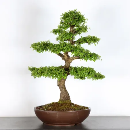 Bonsai Orme de Chine OR-3-5