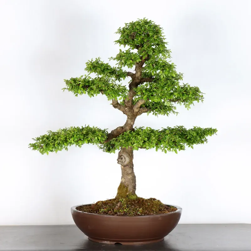 image supplémentaire - CHINESE ELM "Ulmus...