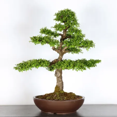 image supplémentaire - ORME DE CHINE "Ulmus...