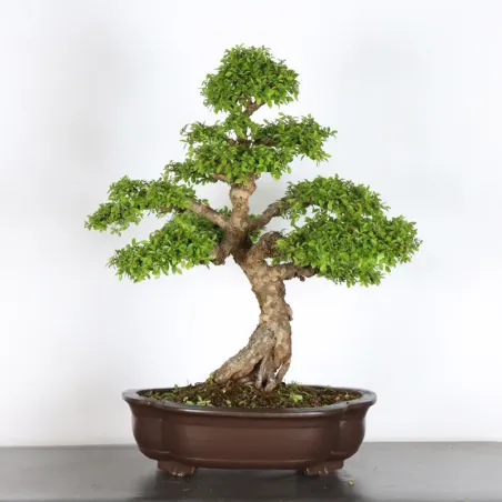 Bonsai Orme de Chine OR-2-11