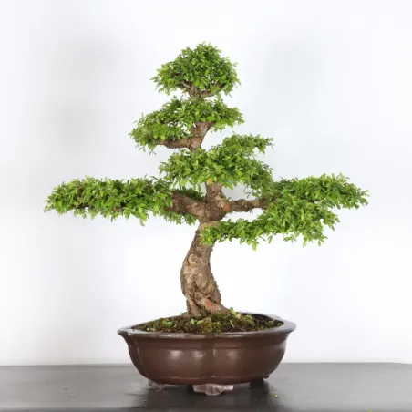 image supplémentaire - CHINESE ELM "Ulmus...