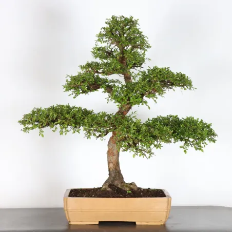 Chinese elm "ulmus parvifolia" 4-6 (Cracked pot)