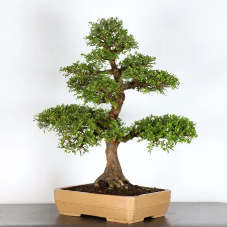 image supplémentaire - ORME DE CHINE "Ulmus...