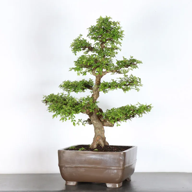 Bonsai Orme de Chine OR-4-7
