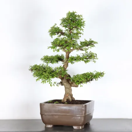 Bonsai Orme de Chine OR-4-7