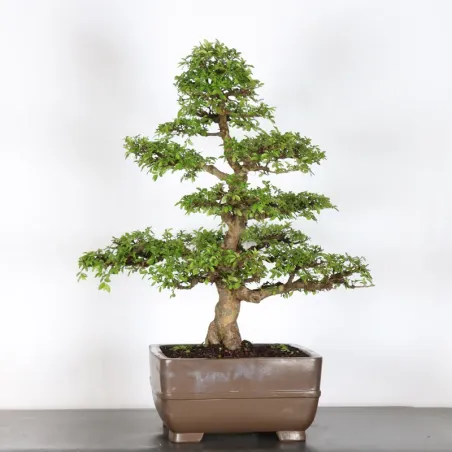 image supplémentaire - Chinese elm "ulmus...