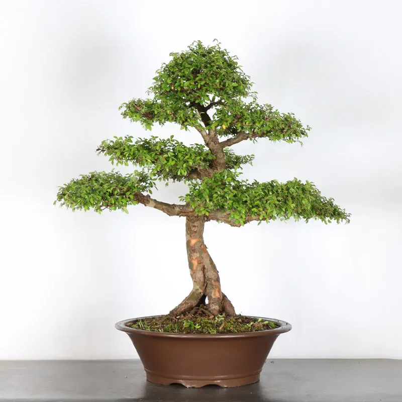 image supplémentaire - ORME DE CHINE "Ulmus...