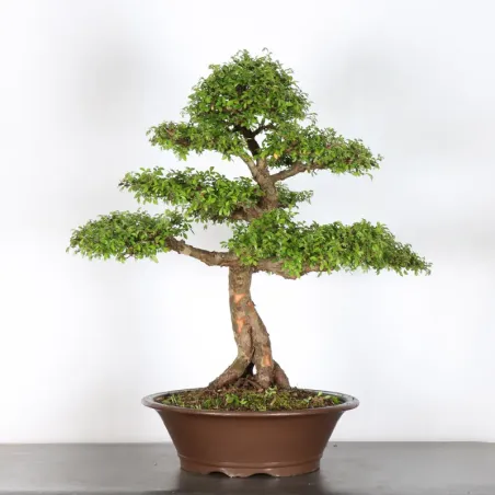 image supplémentaire - ORME DE CHINE "Ulmus...