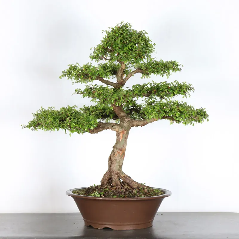 Bonsai Orme de Chine OR-4-5