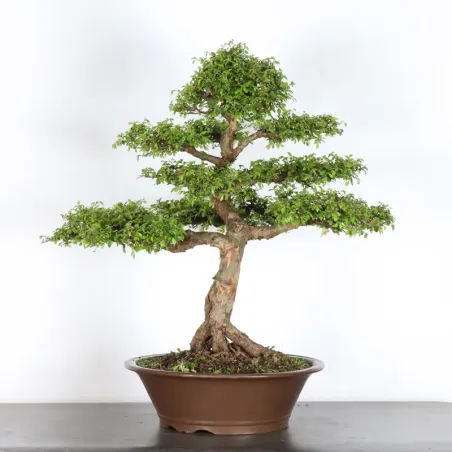 Bonsai Chinese Elm OR-4-5