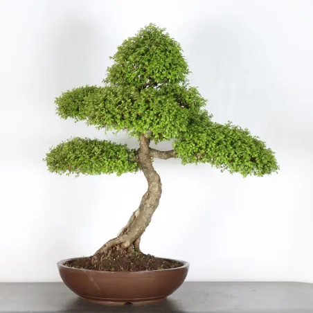 Bonsai Chinese Elm OR-5-2