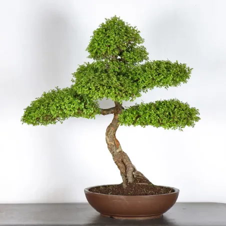 image supplémentaire - CHINESE ELM "Ulmus...