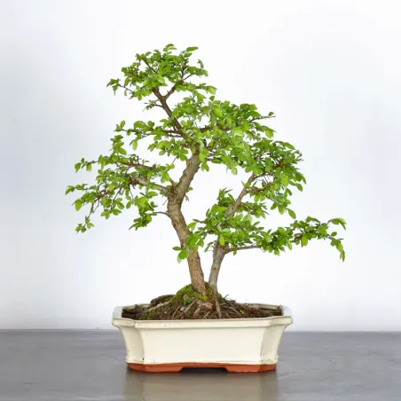 Orme de Sibérie "Ulmus pumila" 4-13