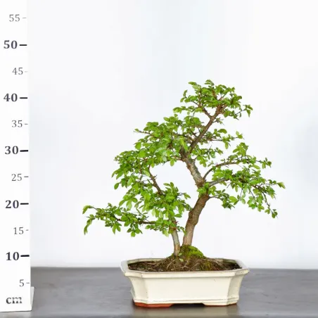 image supplémentaire - Siberian elm "Ulmus pumila"...