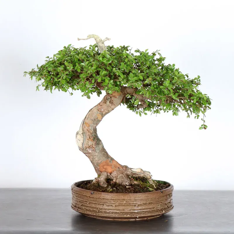 Bonsai Orme de Chine OR-4-3
