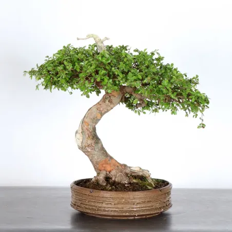 Bonsai Orme de Chine OR-4-3