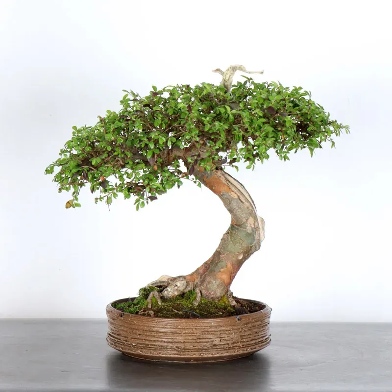 image supplémentaire - ORME DE CHINE "Ulmus...