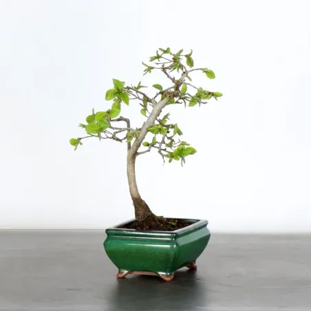 image supplémentaire - CHARME "Carpinus" 1-2