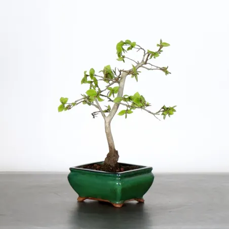 Bonsai Charmes CH-1-2