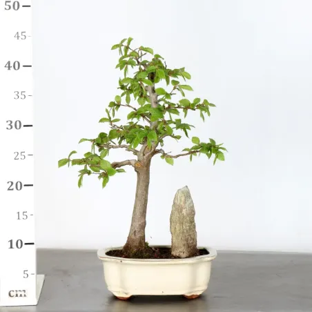 image supplémentaire - CHARME "CARPINUS" 1-5