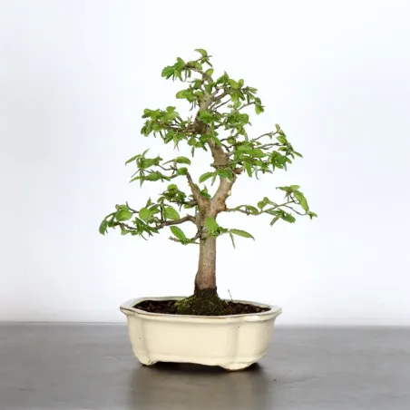 Bonsai CH-1-6 Charms