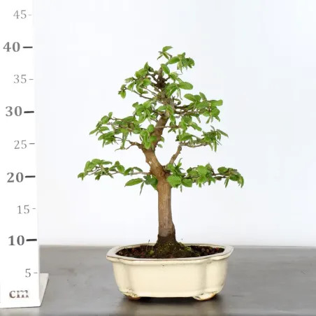 image supplémentaire - Hornbeam "carpinus" 1-6
