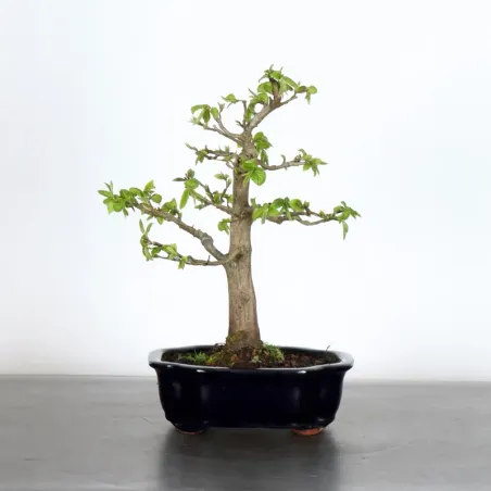 Bonsai Charms CH-1-7