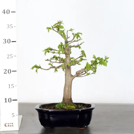 image supplémentaire - Hornbeam "carpinus" 1-7