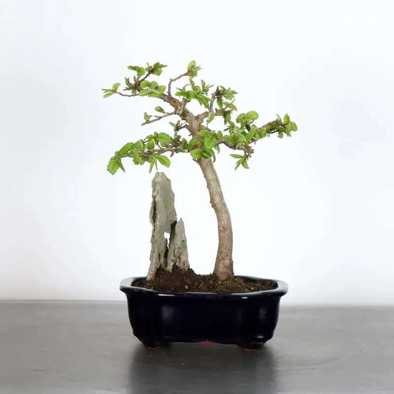 Bonsai Charmes CH-1-9