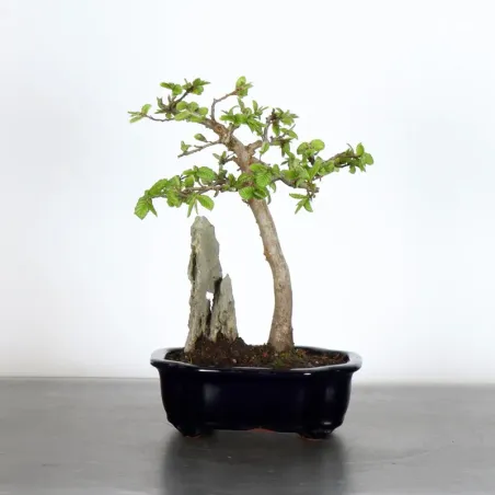 Bonsai Charmes CH-1-9