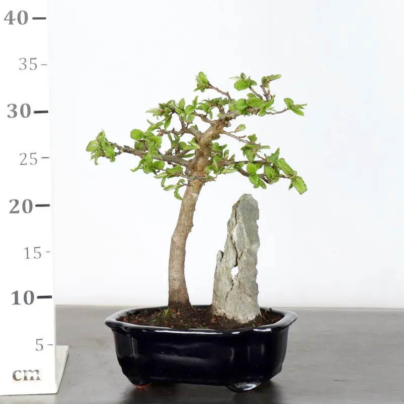 image supplémentaire - CHARME "Carpinus" 1-9