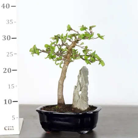 image supplémentaire - CHARME "Carpinus" 1-9