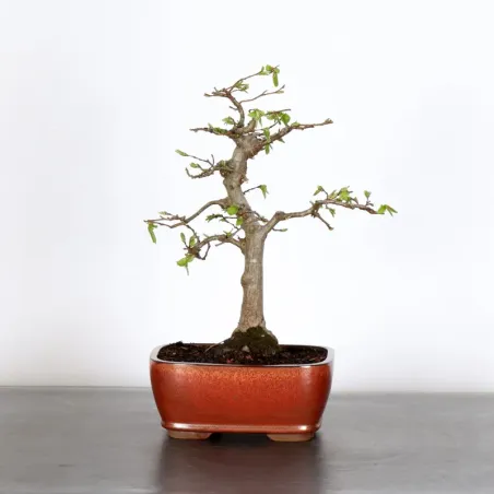 Bonsai Charms CH-1-10