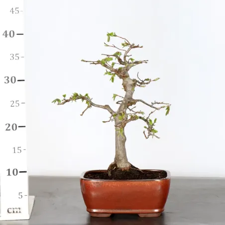 image supplémentaire - HORNBEAM "CARPINUS" 1-10